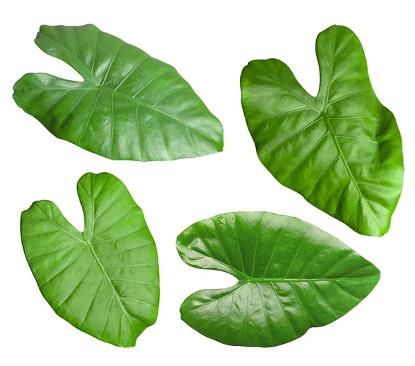 Alocasia bitkisi, yaprak, beyaz arkaplan üzerine yakın plan. — Stok fotoğraf