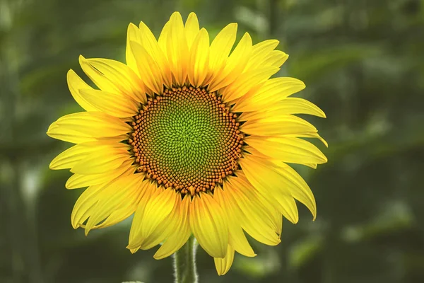 Яскрава квітка соняшнику на полі, вибірковий фокус . — стокове фото