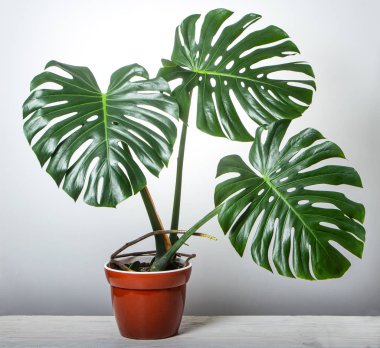 Monster with three big leaves in a pink pot on a white background