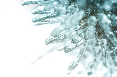 Bahçedeki buzla kaplı mısır gevreği bitkisi. Sonbahar sonu ya da kış başı.