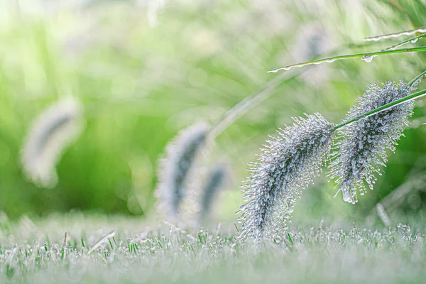 Красивый зимний или осенний пейзаж. Растения покрыты льдом в саду. Селективный фокус . — стоковое фото