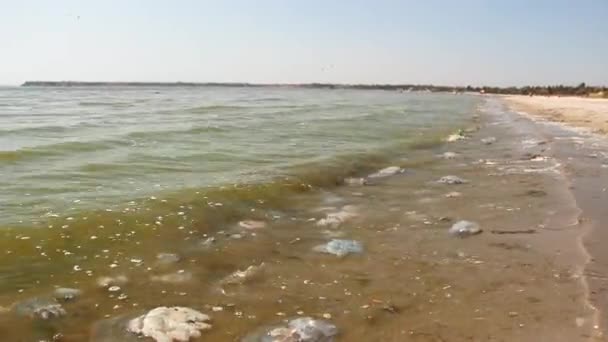 Surfen kastade den döda mebuzan på sandstranden. Svarta havet — Stockvideo