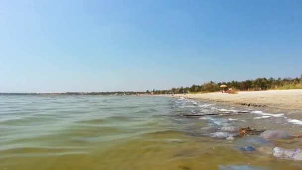 O surf atirou a mebuza morta para a praia de areia. Mar Negro — Vídeo de Stock