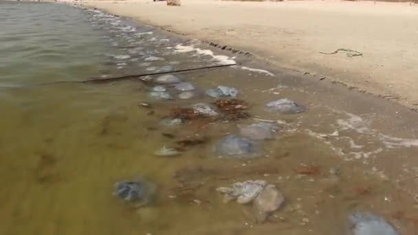 El oleaje arrojó a la mebuza muerta a la playa de arena. Mar Negro — Vídeo de stock