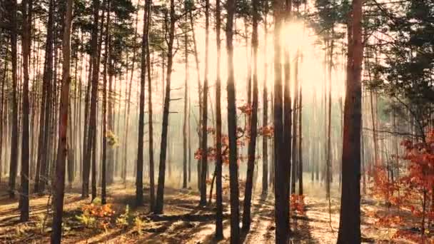 Mystická Záře Lesa Sluneční Paprsky Pronikající Mlhou — Stock video
