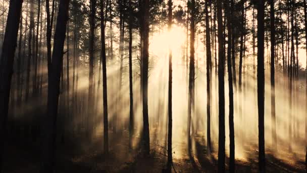 Мистическое Свечение Темном Осеннем Лесу — стоковое видео