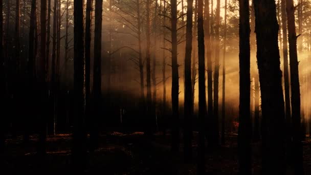 Mistyczny Blask Ciemnym Jesiennym Lesie — Wideo stockowe
