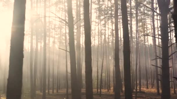 Lueur mystique dans la sombre forêt d'automne 