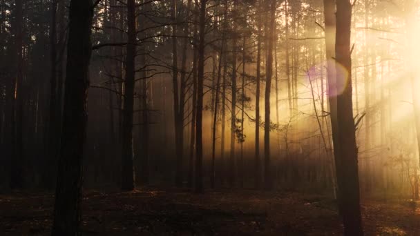 Mystisk Glöd Den Mörka Höstskogen — Stockvideo