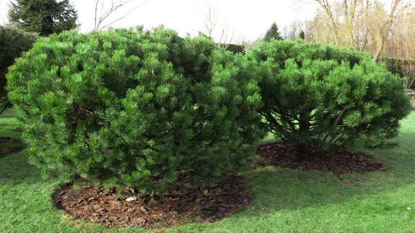 Büyük, cüce dağ çamı, çimlerin üzerinde Pinus mugo. Alp kayakları, çiçek yatakları ve diğer peyzaj parçaları için yavaş büyüyen bitki. Güzel yeşil bitki.