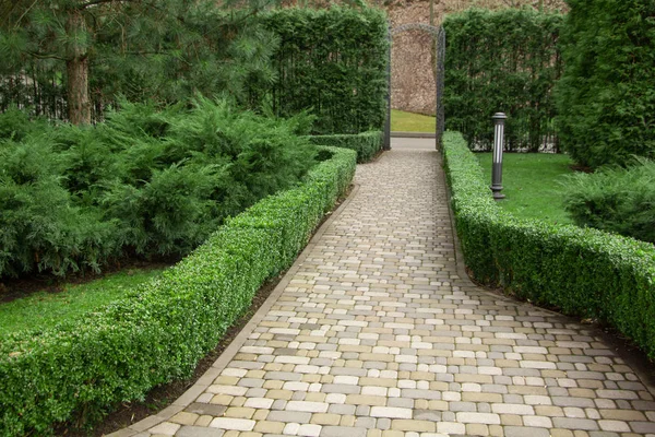 Buxus sempervirens boxwood, dikdörtgen çalılıklar, klasik bir İngiliz bahçesinde gri bir geçitin yanında.