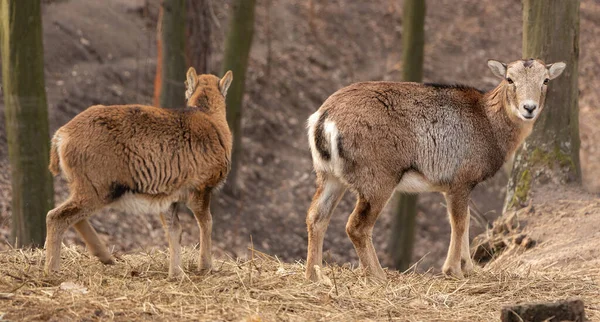 Twee Jonge Vrouwelijke Herten Het Bos Selectieve Focus Close — Stockfoto