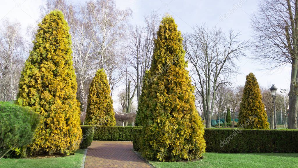 Big golden thuja in the backyard garden. Evergreen. Landscape design element.