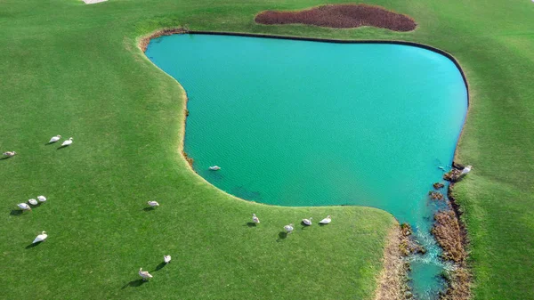 Wysokiej Jakości Pola Golfowe Jeziorami Parku Narodowym Mezhigorye Zielona Trawa — Zdjęcie stockowe
