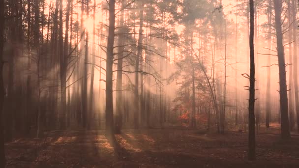 Rayonnement mystique dans la forêt, vol lent du drone, rayons du soleil font leur chemin à travers le brouillard .