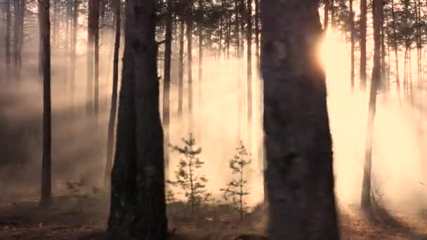 Resplandor Místico Bosque Vuelo Lento Del Dron Rayos Del Sol — Vídeo de stock