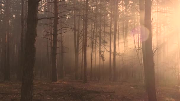 森の中の神秘的な輝き ドローンの遅い飛行 太陽の光は霧の中を進む — ストック動画