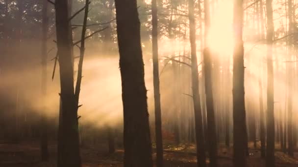 Mystieke Straling Het Bos Langzame Vlucht Van Drone Zonnestralen Maken — Stockvideo