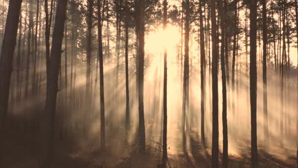 Mystieke Straling Het Bos Langzame Vlucht Van Drone Zonnestralen Maken — Stockvideo