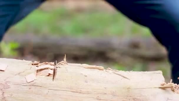 Homme Choisit Constamment Bûche Dans Jardin Les Joues Volent Dans — Video