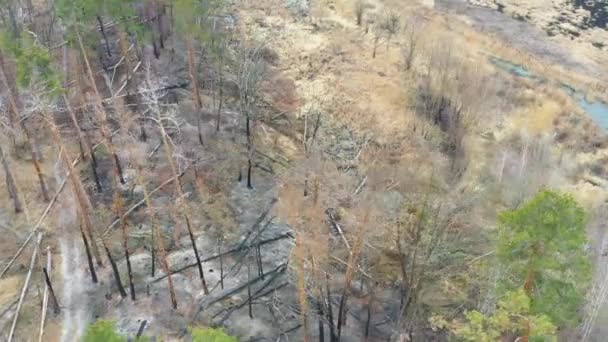 Impact des gens sur le paysage. Forêt après feu, brûlant les restes d'arbres sur le sol .