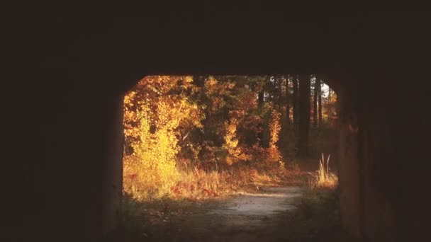 Black Concrete Tunnel Emerging Autumn Forest — Stock Video