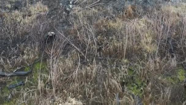 Impatto Delle Persone Sul Paesaggio Foresta Dopo Incendio Bruciando Resti — Video Stock