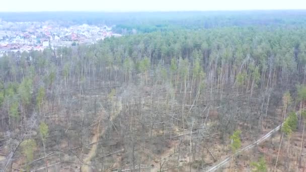 Vue du drone à la forêt après la tempête .