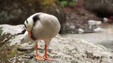Young gray goose Anser stands on a rock and washes.