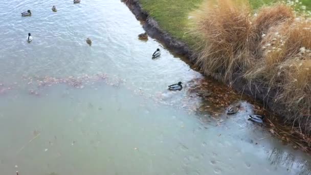 Patos selvagens, gaivotas e cisnes em um pequeno lago . — Vídeo de Stock