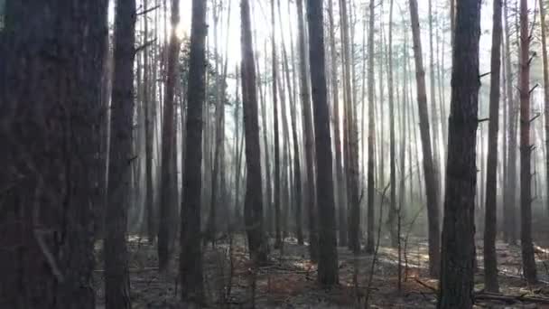 Mystický podzimní borový les se žlutou mlhou — Stock video
