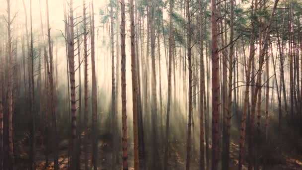 Μυστικό φθινοπωρινό πευκοδάσος με κίτρινη ομίχλη — Αρχείο Βίντεο