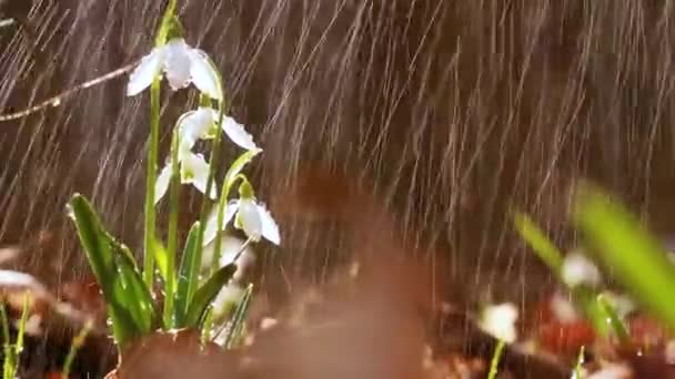 Snowdrop Galanthus Nádherný Bílý Květ Lese Detailní Záběr Pozadí Nebo — Stock video