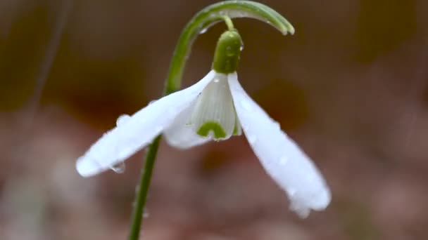 Caída Nieve Galanthus Hermosa Flor Blanca Bosque Primer Plano Fondo — Vídeo de stock