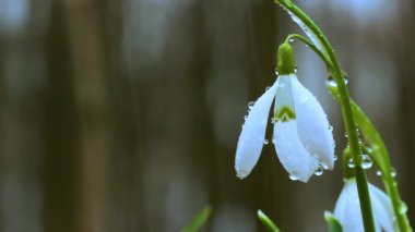 Kar Damlası Galanthus, ormandaki muhteşem beyaz çiçek, yakın plan, arka plan veya doku, bahar konsepti. Metin için boşluk ile