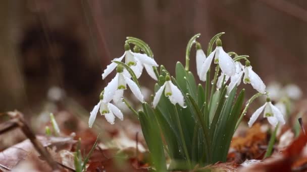 Snowdrop Galanthus Linda Flor Branca Floresta Close Fundo Textura Conceito — Vídeo de Stock
