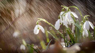 Kar Damlası Galanthus, ormandaki muhteşem beyaz çiçek, yakın plan, arka plan veya doku, bahar konsepti. Metin için boşluk ile