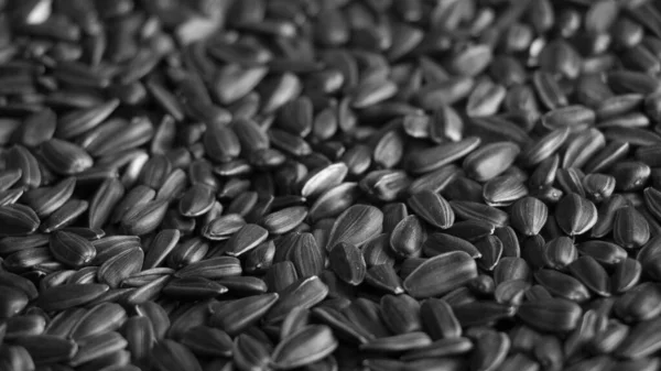 Natural background, texture of sunflower seeds. Close-up — Stok fotoğraf