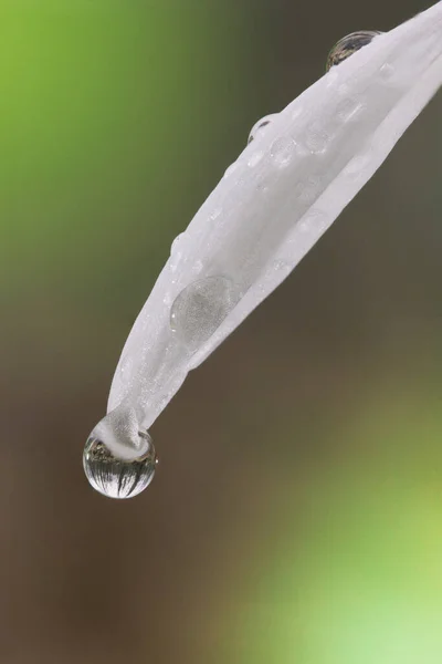 Dew drop on the snowdrop petal. Macro — Stock Fotó