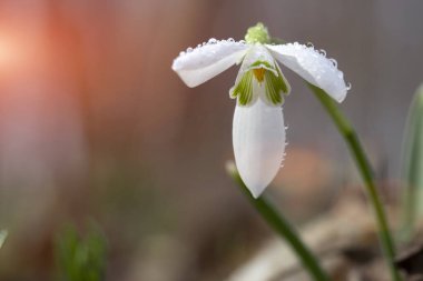 Galanthus Nivalis, ilkbaharın ilk çiçeği, akşam ormanında gün batımında. Seçici odak, yakın plan.