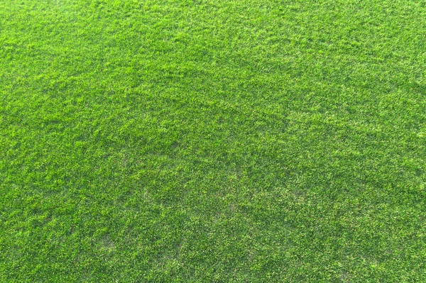 Gran Textura Césped Campo Golf Patio Trasero Estadio Fútbol — Foto de Stock