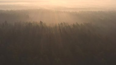 Ormanın mistik bir parlaklığı, sislerin arasından doğan güneş ışınları..