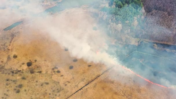 干旱期间干草在草地上燃烧 火势迅速蔓延 夏季的大火破坏了气候 动物和植物 — 图库视频影像