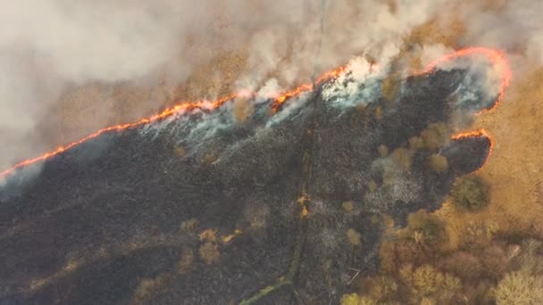 Hierba Seca Arde Prado Durante Una Sequía Extendiendo Rápidamente Llamas — Vídeo de stock