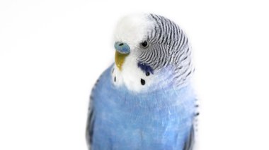 Melopsittacus undulatus. Açık arkaplanda mavi dalgalı papağan, portre, yakın plan.