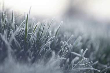 Kavram, bahar tazeliği. Taze yeşil çimenler Şafak vakti kıpkırmızı olacak