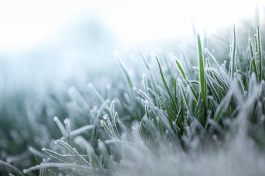Kavram, bahar tazeliği. Taze yeşil çimenler Şafak vakti kıpkırmızı olacak