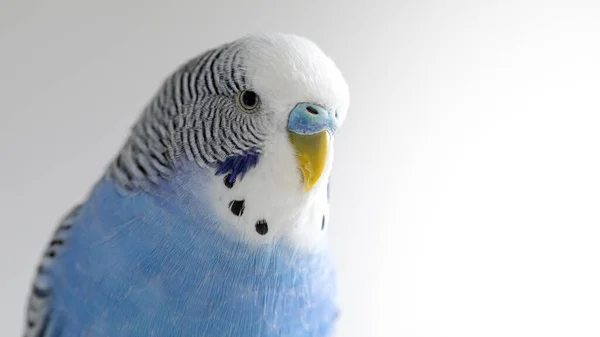 Melopsittacus Undulatus Blue Wavy Parrot Light Background Portrait Closeup — Stock Photo, Image