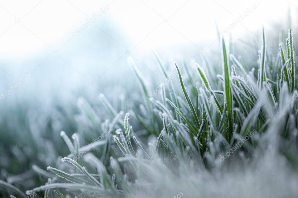 Concept, spring freshness. Fresh green lawn grass in hoarfrost at dawn