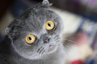 Felis catus SFS İskoç katlı kedi, portre, kanepede uzanmış ve kayıp. Yakın çekim, yumuşak odaklanma